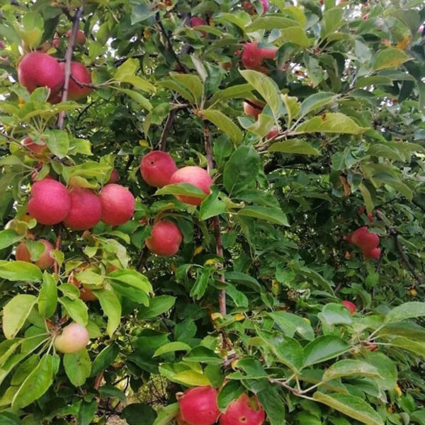 Amasya Elması Elma Fidanı